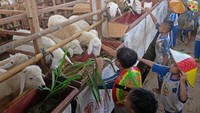 Setelah itu, mereka diajarkan untuk memberikan makanan kambing.   