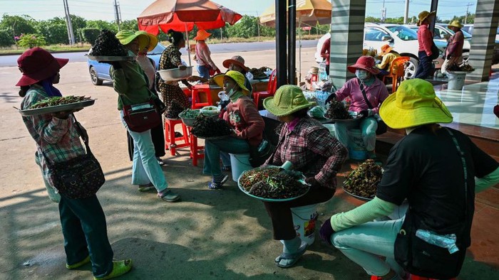 Tarantula Goreng, Camilan Khas Kamboja yang Jadi Buruan People buy fried tarantulas in the town of Skun in Kampong Cham province on January 15, 2023. (Photo by TANG CHHIN SOTHY / AFP) (Photo by TANG CHHIN SOTHY/AFP via Getty Images)