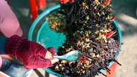 Tarantula goreng merupakan salah satu makanan nasional yang dicintai lintas kalangan.