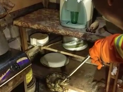 Petugas regu 1 Damkar Jembrana saat menangkap seekor ular piton di rumah warga di Banjar Mertasari, Kelurahan Loloan Timur, Kecamatan Jembrana, Selasa (17/1/2023).
