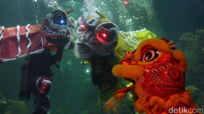 Dalam rangka memeriahkan perayaan Imlek, Seaworld Ancol menggelar aksi barongsai dan liong di bawah air. Yuk, intip foto-fotonya.
