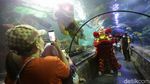 Aksi Barongsai Bawah Air di Seaworld Ancol