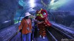 Aksi Barongsai Bawah Air di Seaworld Ancol