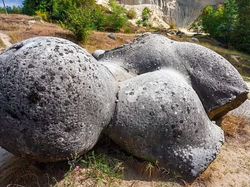 Wujud Batu Hidup yang Bisa Beranak