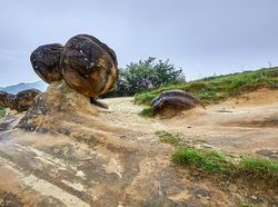 Wujud Batu Hidup yang Bisa Beranak