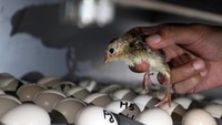 Peternak mengambil anakan ayam pegar emas atau golden pheasant. Menurut peternak penjualan ayam tersebut mencapai 20-30 pasang per bulan.
