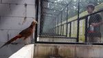 Pernah Lihat Ayam Seharga Rp 30 Juta? Nih Bentuknya