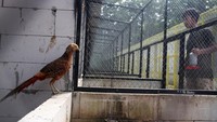 Ayam hias itu dipasarkan ke berbagai kota dengan harga Rp 4,5 juta hingga Rp 30 juta per pasang.