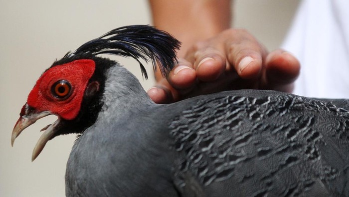 BUDI DAYA AYAM PEGAR EMAS DI NGAWI Peternak memberi makan ayam pegar emas atau golden pheasant (Chrysolophus pictus) yang dibudidayakan di penangkaran Ayam Hias Jatim, Ngawi, Jawa Timur, Kamis (17/1/2023). Menurut peternak penjualan ayam tersebut mencapai 20-30 pasang per bulan yang dipasarkan ke berbagai kota dengan harga Rp4,5 juta hingga Rp30 juta per pasang. ANTARA FOTO/Ari Bowo Sucipto/tom.