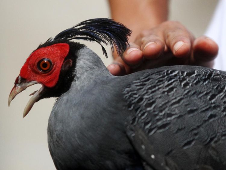 Pernah Lihat Ayam Seharga Rp 30 Juta? Nih Bentuknya