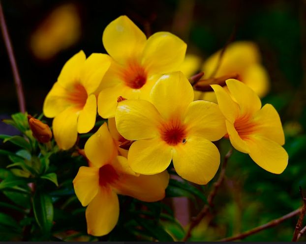 Bunga alamanda.