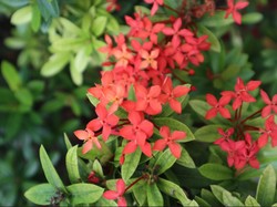 Arti Bunga Asoka, Bunga Cantik yang Kaya Manfaat