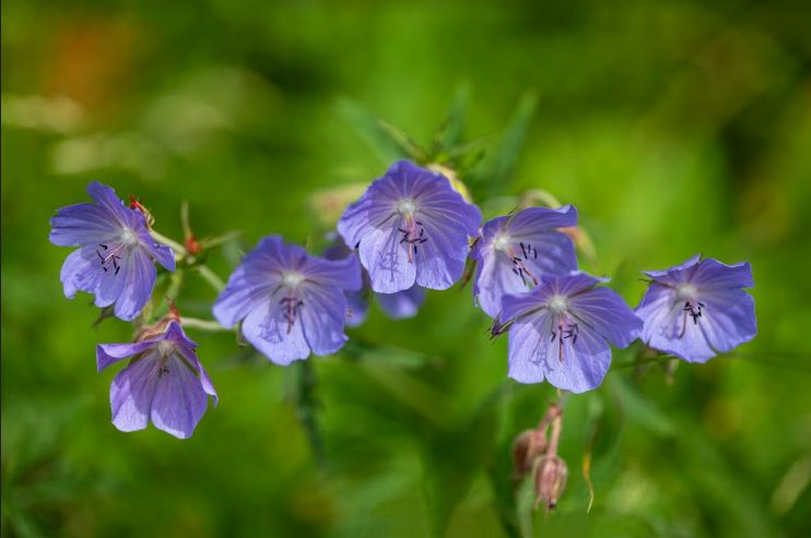 Bunga geranium.