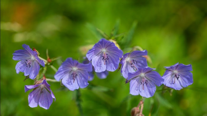 Bunga geranium.
