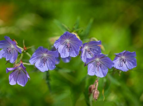 Bunga geranium.