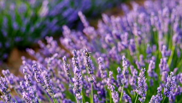 Bunga lavender.