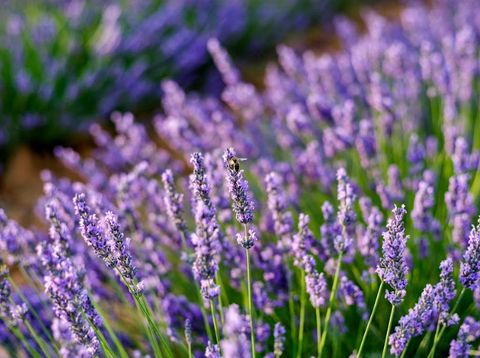 Bunga lavender.
