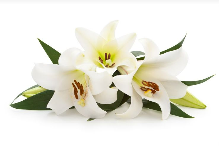 Bunga lily.