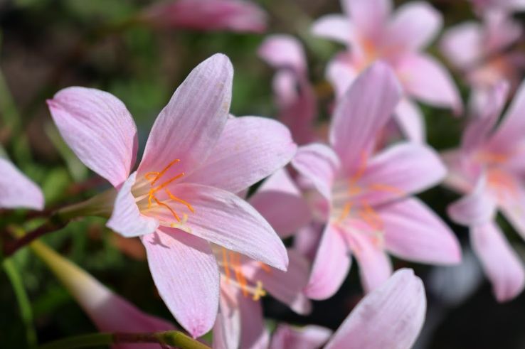 Bunga rain lily.