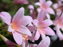 6 Cara Merawat Bunga Lily agar Tetap Subur dan Cantik