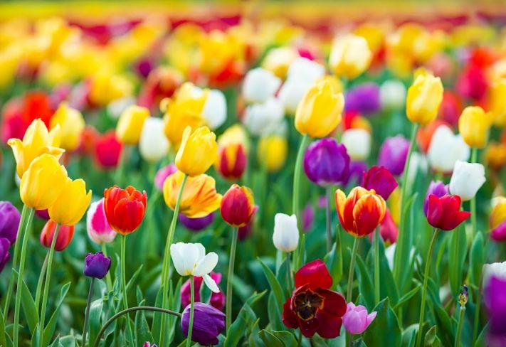 Bunga tulip.