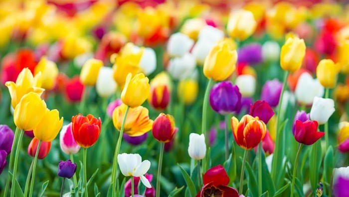 Bunga tulip.