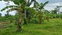 Lahan seluas 154 hektare di Sumberkelampok, Buleleng, Bali yang disebut sebagai calon lokasi Bandara Bali Utara. Warga setempat menggunakan lahan itu untuk menanam pohon pisang dan berkebun selama bertahun-tahun.
