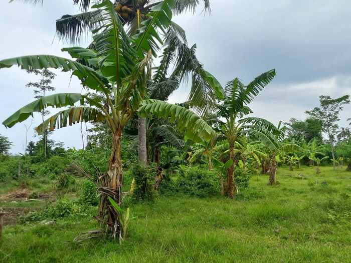 Lahan seluas 154 hektare di Sumberkelampok, Buleleng, Bali yang disebut sebagai calon lokasi Bandara Bali Utara Selasa (17/1/2023).