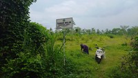 Warga setempat mencari pakan ternak di calon lokasi Bandara Bali Utara di Sumberkelampok, Buleleng. Di tanah tersebut terpacak plang bertulisan Tanah Milik Pemprov Bali dan telah dipasangi patok pembatas. Investasi pembangunan bandara itu akan mencapai sekitar Rp 17 triliun. Hadirnya bandara tersebut juga bakal menciptakan lapangan kerja sebesar 200 ribu orang serta menghidupkan UMKM asal Bali dan sekitarnya.Pembangunan Bandara Bali Utara itu sempat mendapatkan penolakan dari Presiden ke-5 Megawati Soekarnoputri. Ketua Umum PDI Perjuangan itu tidak setuju dengan pembangunan bandara itu.