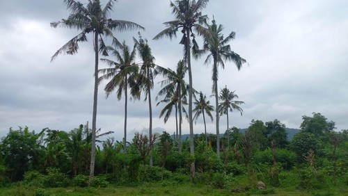 Lahan seluas 154 hektare di Sumberkelampok, Buleleng, Bali yang disebut calon lokasi Bandara Bali Utara, Selasa (17/1/2022).