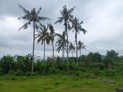 Lahan seluas 154 hektare di Sumberkelampok, Buleleng, Bali yang disebut calon lokasi Bandara Bali Utara, Selasa (17/1/2022). Lahan tersebut berada di tiga dusun yakni Dusun Tegal Bunder, Sumberkelampok, dan Dusun Sumberbatok.
