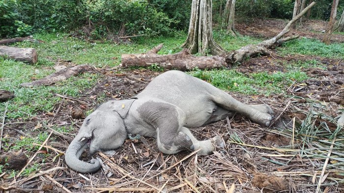 Gajah Damar mati terserang virus. (Dok Balai BKSDA Riau)