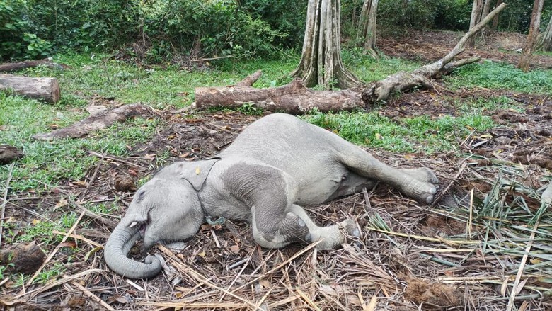 Gajah Damar mati terserang virus. (Dok Balai BKSDA Riau)