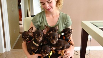 Anjing Milly. Milly menjadi anjing yang paling banyak dikloning. Ini membuatnya memegang rekor dunia untuk yang kedua kalinya. Rekor pertama ia dapatkan di 2012 sebagai anjing terkecil di dunia. Foto: Daily Mail