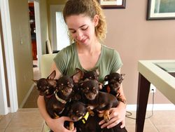 Hewan Eksperimen Manusia, Babi Six Pack Hingga Tikus Glow in the Dark