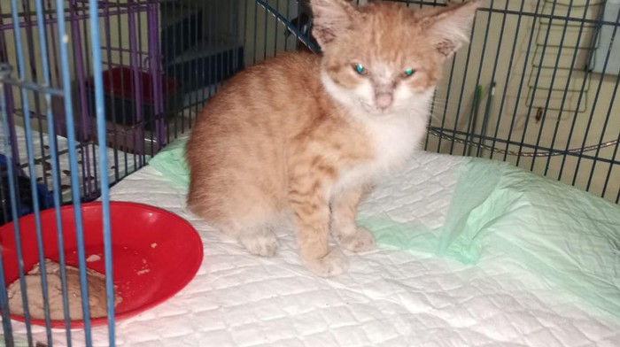 Kucing yang dicekoki miras kini dirawat di rescue cat lovers Semarang. Foto diunggah Rabu (18/1/2023).