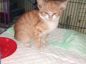 Motif Pemuda Cekoki Kucing Pakai Tuak di Ambarawa: Iseng