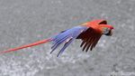 Melihat Ragam Koleksi Burung di Jakarta Bird Land Ancol