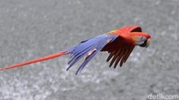 Beberapa jenis burung yang ditampilkan di Jakarta Bird Land antara lain Kakatua Jambul Kuning, Kakatua Alba, Kakatua Raja, Burung Macaw, Bebek Mandarin, Rangkong, dan Merak Biru. 