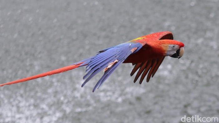 Menjelang perayaan Imlek, terdapat beberapa lokasi wisata di Ibu Kota yang sayang untuk dilewatkan. Salah satunya Jakarta Bird Land Ancol.