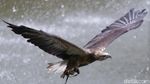 Melihat Ragam Koleksi Burung di Jakarta Bird Land Ancol