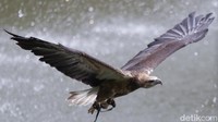 Salah satu jenis yang paling unik yaitu Elang Laut Dada Putih. Burung tersebut memiliki habitat alami di Pulau Bidadari Kepulauan Seribu dan berkembang biak di sana.