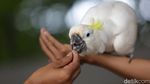 Melihat Ragam Koleksi Burung di Jakarta Bird Land Ancol