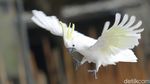 Melihat Ragam Koleksi Burung di Jakarta Bird Land Ancol