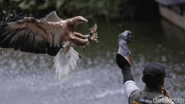 Melihat Ragam Koleksi Burung di Jakarta Bird Land Ancol Menjelang perayaan Imlek, terdapat beberapa lokasi wisata di Ibu Kota yang sayang untuk dilewatkan. Salah satunya Jakarta Bird Land Ancol.