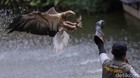 Sejumlah koleksi burung ditampilkan dalam pertunjukan atraksi di Jakarta Bird Land, Ancol, Jakarta Utara, Rabu (18/1/2023).