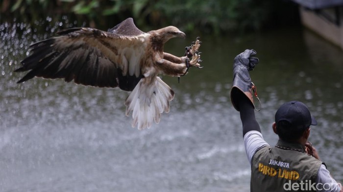 Melihat Ragam Koleksi Burung di Jakarta Bird Land Ancol Menjelang perayaan Imlek, terdapat beberapa lokasi wisata di Ibu Kota yang sayang untuk dilewatkan. Salah satunya Jakarta Bird Land Ancol.