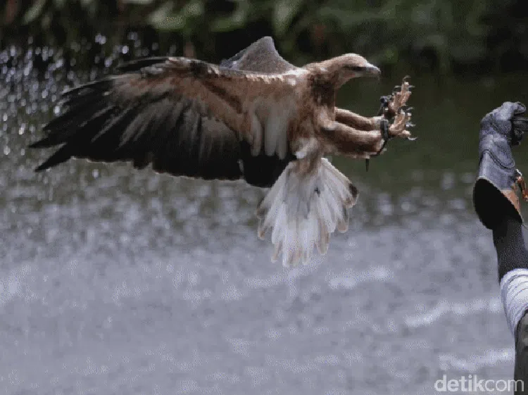 Melihat Ragam Koleksi Burung di Jakarta Bird Land Ancol