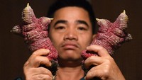Ceker atau kaki ayam ras Dong Tao ini merupakan hidangan yang sangat populer di kalangan orang kaya di Vietnam. Selama tahun baru Vietnam yang dikenal sebagai Tet, kaki ayam super jumbo ini banyak diminati warga terutama orang-orang tajir.  