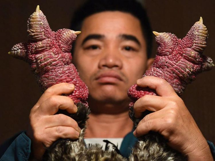 Mencicipi Dong Tao, Ayam Berkaki Besar yang Jadi Sajian Mewah di Vietnam